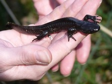 Jeffersons salamander for sale  Bramwell