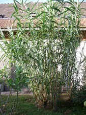 Arundo donax canne d'occasion  Villemandeur