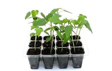 Papaya grow kit for sale  Boynton Beach