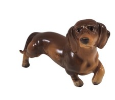 Brown dachshund dog for sale  Denton
