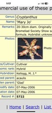 Bromeliad cryptanthus mary for sale  Bogue Chitto