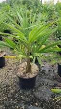 Trachycarpus fortunei palmier d'occasion  Mont-près-Chambord