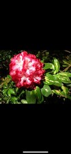 Rhododendron president rooseve for sale  CRAIGAVON
