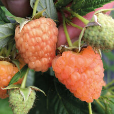 Raspberry summer lovers for sale  LLANDYSUL