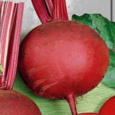 300 semi barbabietola usato  Trappeto