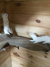 Taxidermy mounted ermine for sale  Newfield
