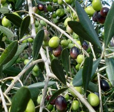 Olea europea coratina usato  Napoli