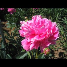 Paeonia lactiflora edulis gebraucht kaufen  Deutschland