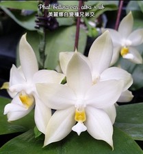 Phalaenopsis bellina var. for sale  SHREWSBURY