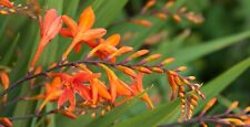 Crocosmia emily mckenzie for sale  MIDDLESBROUGH