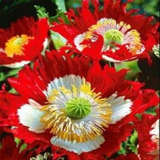 Danish flag poppy for sale  Red Lion