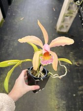 Cattleya fulvescens pot for sale  Mountain View