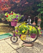 Penny farthing plant for sale  OXFORD