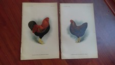 1901 color book for sale  Fredericksburg