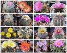 Cactus variety mix for sale  Miami