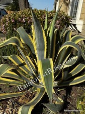 Small plants agave for sale  Milpitas
