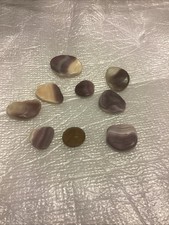 Clam shell wampum for sale  West Babylon