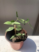 jujube tree for sale  Baldwin Park