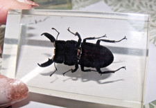 stag beetle for sale stag beetle for sale FAREHAM