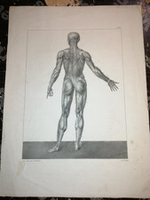 Anatomie grande lithographie d'occasion  Gençay