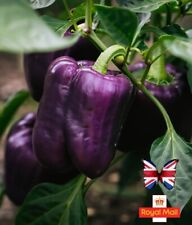 Sweet pepper seeds for sale  CHIGWELL