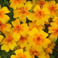 Gewürztagetes tangerine gem gebraucht kaufen  Oldenburg (Oldenburg)