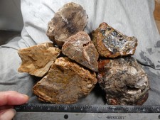Oregon petrified wood for sale  Hood River
