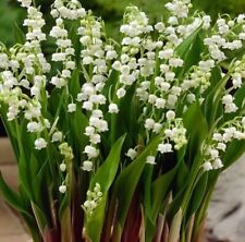 Heirloom lily valley for sale  Fox River Grove