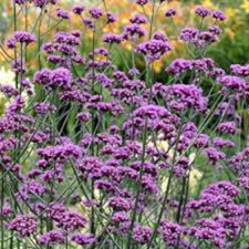 Verbena bonariensis hardy for sale  BELLSHILL