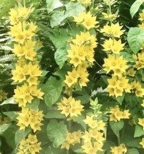 Felberich gelb gartenpflanze gebraucht kaufen  Mainz