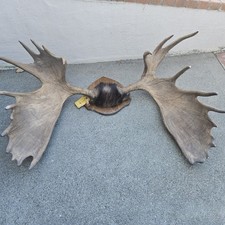 Moose antlers skull for sale  San Francisco