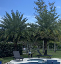 Sylvester palm tree for sale  Coral Springs