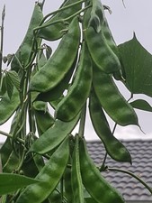 Feijão-jacinto (শিম) 7 sementes calço indiano de muito alto rendimento bangladesh OZ cultivado comprar usado  Enviando para Brazil
