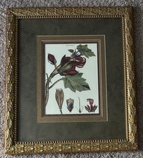 Framed hand colored for sale  Jacksonville