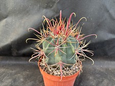Ferocactus peninsulae cactus usato  Massafra