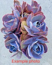 Echeveria succulent inch for sale  San Carlos