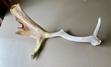 Weathered fallow deer for sale  Bandera