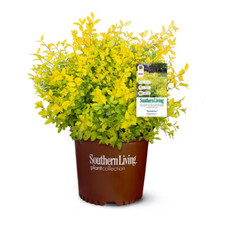 2.5 qt. sunshine for sale  Denver