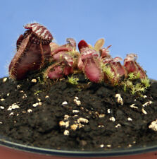 Cephalotus follicularis albany for sale  AMMANFORD