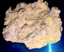 Cáscaras ásperas naturales fósiles ostra 24,9 gramos CA especímenes de geología real mineral segunda mano  Embacar hacia Mexico