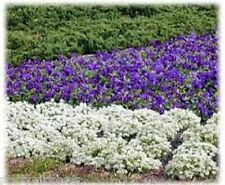 Alyssum maritima carpet for sale  DARLINGTON