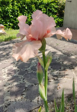 Rizoma ibrido iris usato  Larderello