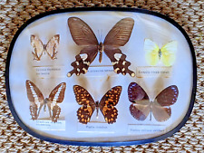 Antique butterfly specimens for sale  BISHOP AUCKLAND