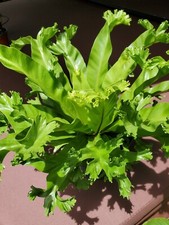 Birds nest fern for sale  Saint Petersburg