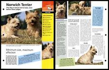 Norwich terrier routine for sale  SLEAFORD