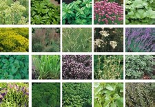 Fresh herb seeds for sale  PEEBLES