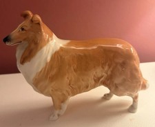 collie for sale collie for sale FISHGUARD