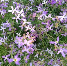 Night scented stock for sale  HALSTEAD