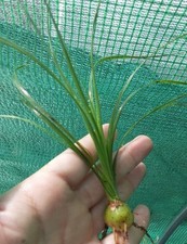 Ponytail palm live for sale  Lyons