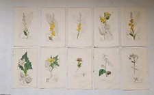 Antique hand coloured for sale Antique hand coloured for sale  CHESTER
